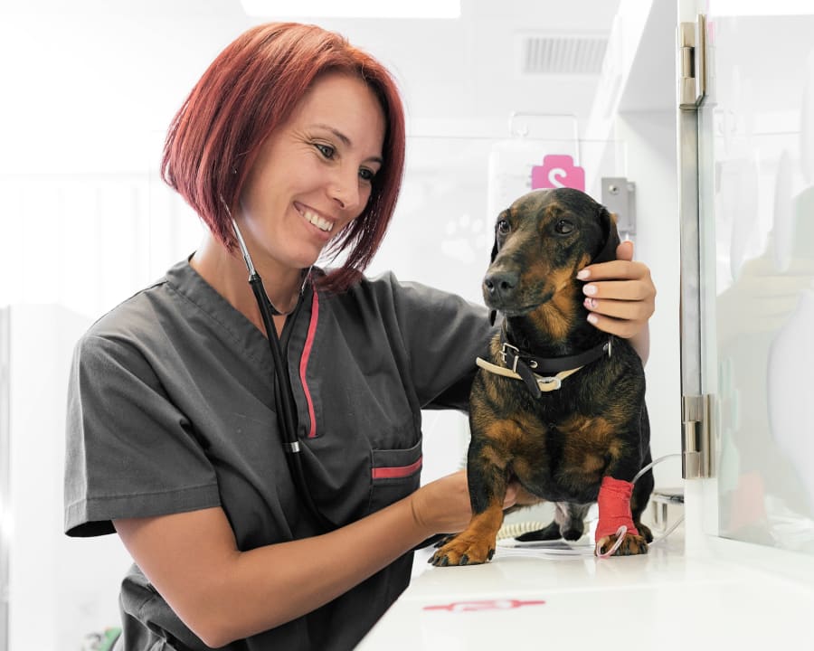 Choice Veterinary Specialists in Westminster