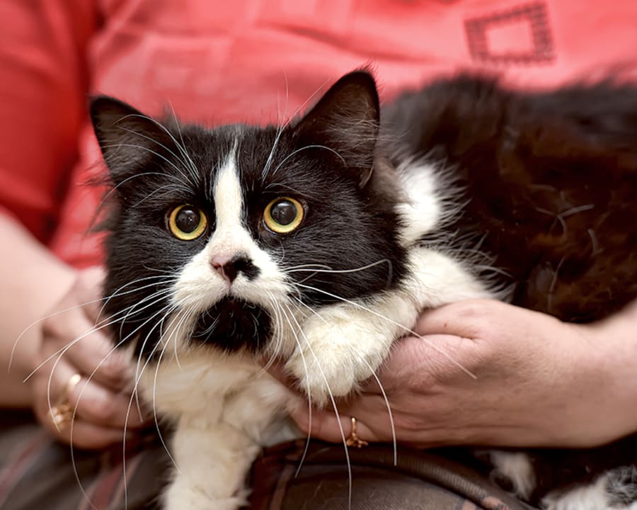 Cardiology Services, Westminster Veterinarian