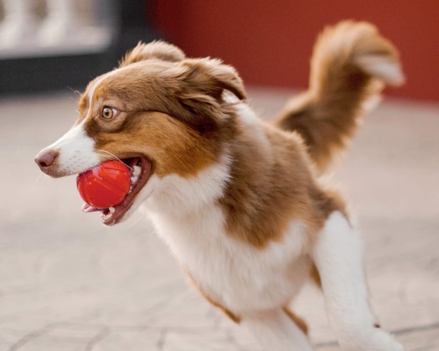 Cat & Dog Dentistry, Westminster Veterinarians