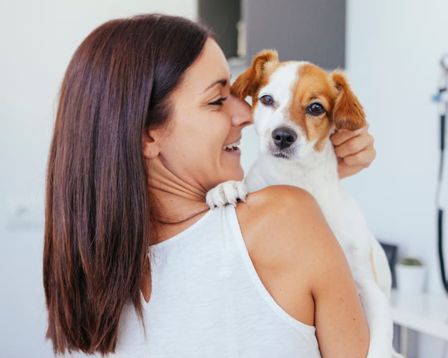 Radiology (Digital X-Rays), Westminster Veterinarians