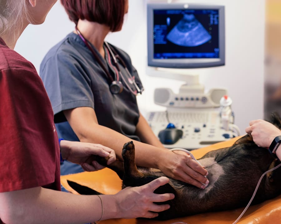 Digital Radiology, Westminster Veterinarians